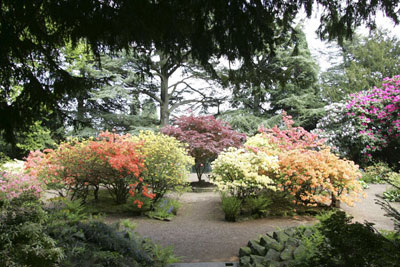Azalea garden 1 photography