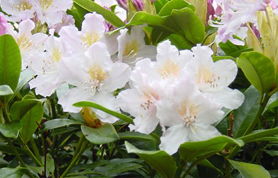 The Victorian hybrid, �Cunningham�s Blush�