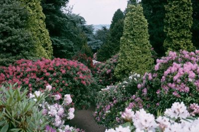 Middle Garden Picture