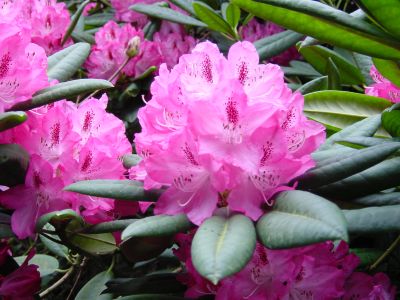 Rhododendron Countess Fitzwilliam