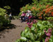 Azalea garden 2 photography
