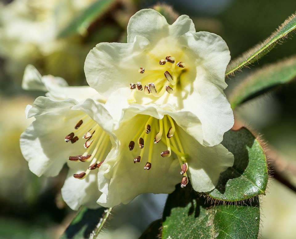 Early rhododendron