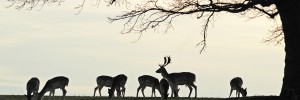 Fallow Deer silhouette col