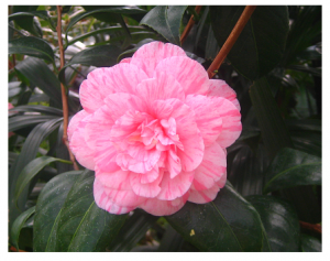 camellia cropped