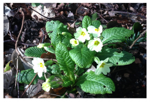 Primroses cropped