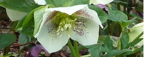 Hellebore banner 2