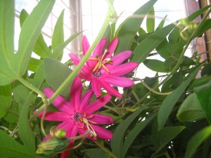 pink passion flower 1